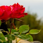 Foto Rosas rojas