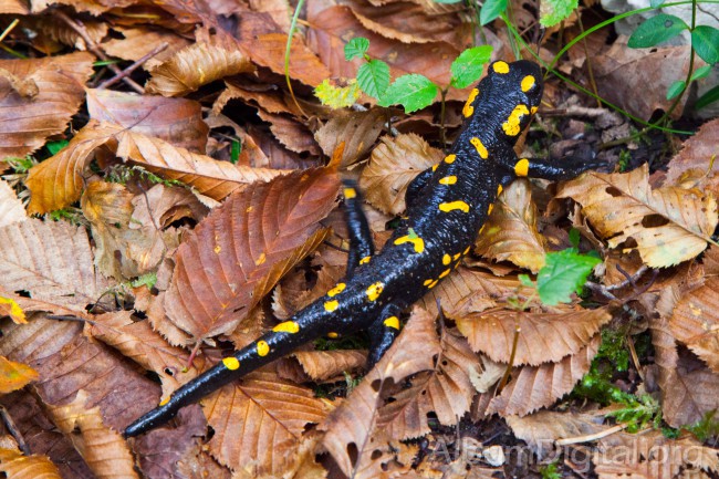 Salamandra entre las hojas