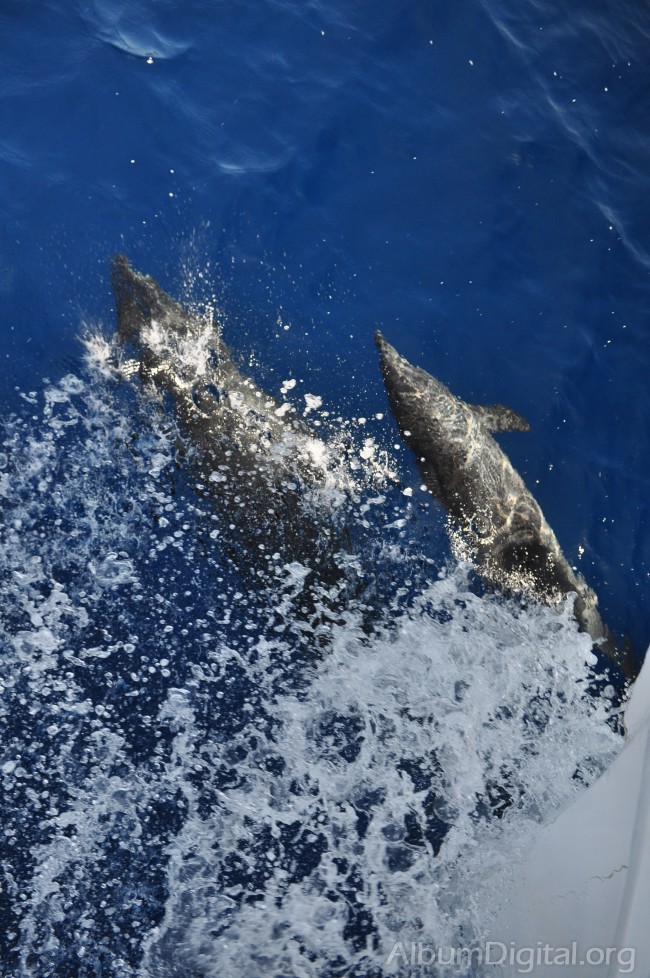 Salto de delfines