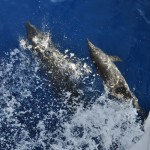 Foto Salto de delfines