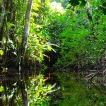 Foto Selva Amazonica