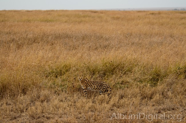 Serval camuflado en Serengueti