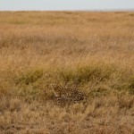 Foto Serval camuflado en Serengueti