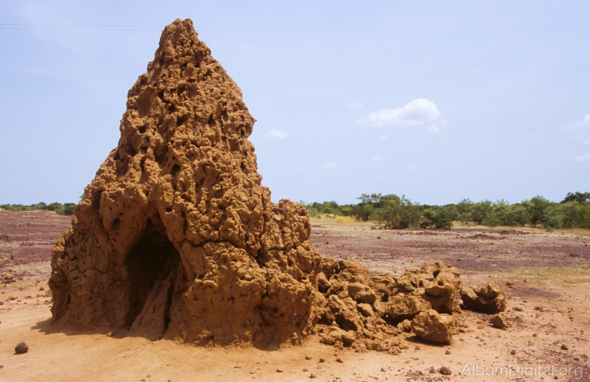 Termitera