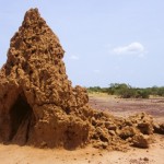 Foto Termitera