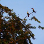 Foto Tucanes en la rama