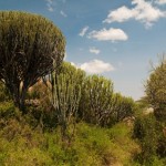 Foto Vegetacion en Serengueti